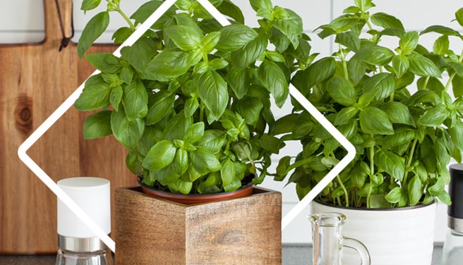 Cultivar plantas aromáticas en casa es fácil.