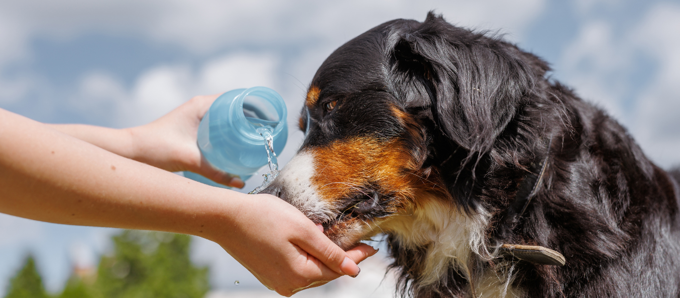 Verano y mascotas: cómo cuidarlas del calor y evitar imprevistos en casa