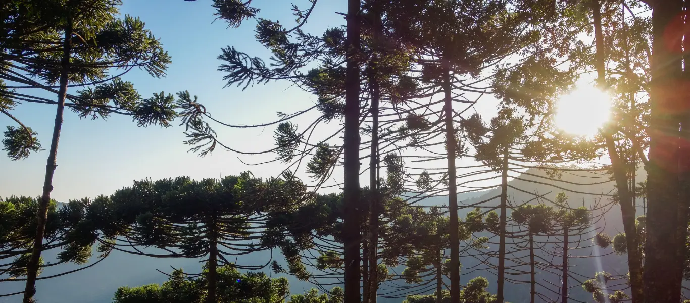 Conocé la importancia de los bosques: por qué cuidarlos es fundamental para el bienestar 